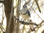 White-throated Magpie-Jay    Calocitta formosa